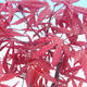 Outdoor bonsai - Acer palm. Atropurpureum - Japanese Maple Red - 2/3