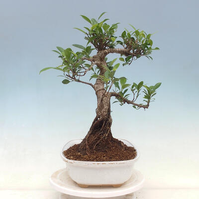 Indoor bonsai - Ficus kimmen - small-leaved ficus - 2