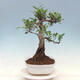Indoor bonsai - Ficus kimmen - small-leaved ficus - 2/4