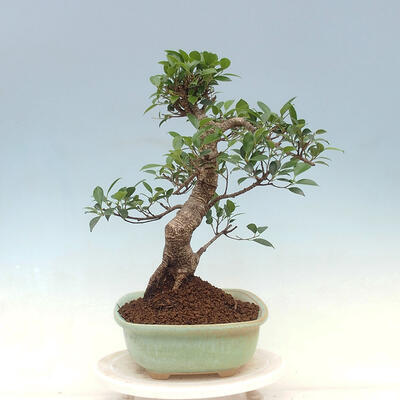 Indoor bonsai - Ficus kimmen - small-leaved ficus - 2
