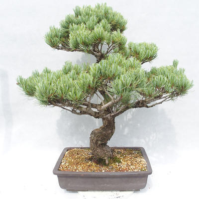 Outdoor bonsai - Pinus parviflora - Small-flowered Pine - 2