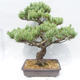 Outdoor bonsai - Pinus parviflora - Small-flowered Pine - 2/5