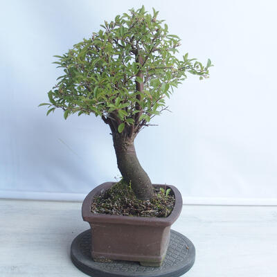 Outdoor bonsai - Mahalebka - Prunus mahaleb - 2