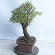 Outdoor bonsai - Mahalebka - Prunus mahaleb - 2/4
