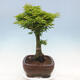 Bonsai im Freien - Acer palmatum Shishigashira - 2/7