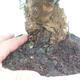 Indoor bonsai - Olea europaea sylvestris - European small-leaved olive oil - 2/7
