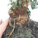 Indoor bonsai - Olea europaea sylvestris - European small-leaved olive oil - 2/7