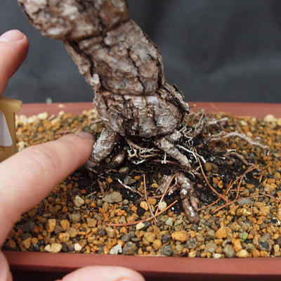 Outdoor bonsai -Borovice drobnokvětá VB13464 - 2