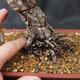 Outdoor bonsai -Borovice drobnokvětá VB13464 - 2/2