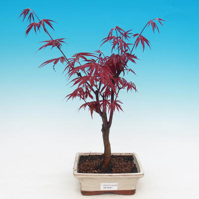 Outdoor bonsai - Acer palm. Atropurpureum-Maple dlanitolistý - 2