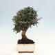 Indoor bonsai - Olea europaea sylvestris - European small-leaved olive oil - 2/6