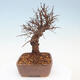 Outdoor bonsai - Zelkova - Zelkova NIRE - 2/5