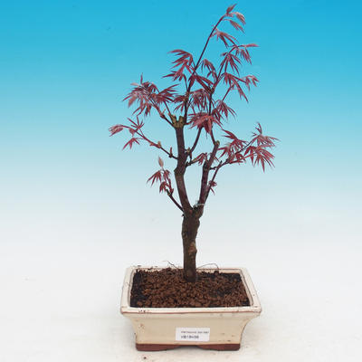 Outdoor bonsai - Acer palm. Atropurpureum-Maple dlanitolistý - 2