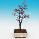 Outdoor bonsai - Acer palm. Atropurpureum-Maple dlanitolistý - 2/2