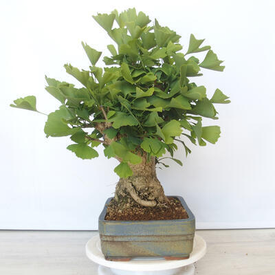 Outdoor bonsai - Jinan biloba - Ginkgo biloba - 2