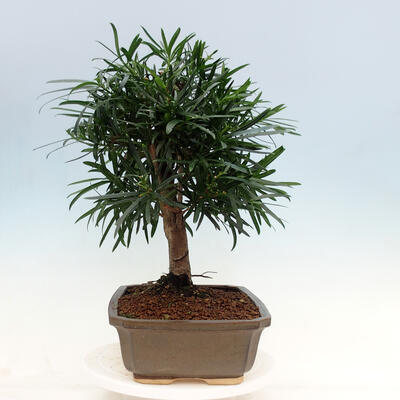 Room bonsai - Podocarpus - Stone thousand - 2