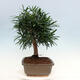 Room bonsai - Podocarpus - Stone thousand - 2/7