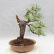 Outdoor bonsai - Pinus sylvestris - Scots pine - 2/4