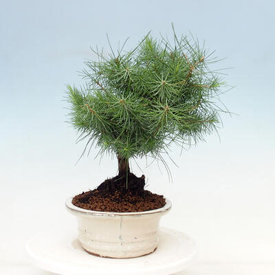 Indoor bonsai-Pinus halepensis - 2