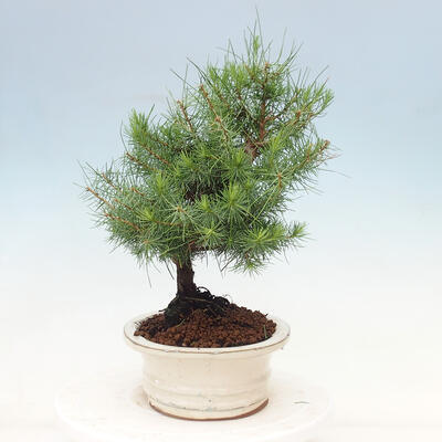 Indoor bonsai-Pinus halepensis - 2