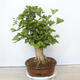 Outdoor bonsai - Jinan biloba - Ginkgo biloba - 2/5