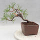 Outdoor bonsai - Pinus sylvestris - Scots pine - 2/4