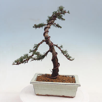 Outdoor bonsai - Cedrus Libani Brevifolia - Cedar green - 2