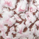 Ceramic Shell 6 x 4.5 x 4.5 cm, white pink color - 2/3