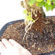 Indoor bonsai - Duranta erecta Aurea - 2/4