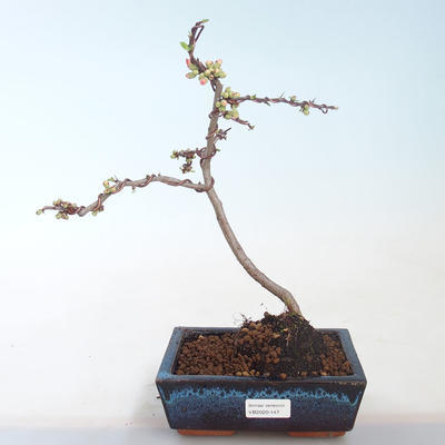 Outdoor bonsai - Chaenomeles spec. Rubra - Quince VB2020-147 - 2