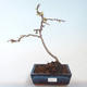 Outdoor bonsai - Chaenomeles spec. Rubra - Quince VB2020-147 - 2/3