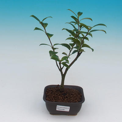 Room bonsai-Camellia euphlebia-Camellia - 2