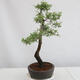 Outdoor bonsai - Prunus spinosa - blackthorn - 2/4