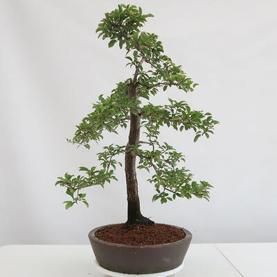 Outdoor bonsai - Prunus spinosa - blackthorn - 2