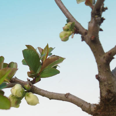 Outdoor bonsai - Chaenomeles superba white jet trail -Kdoulovec - 2