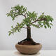 Outdoor bonsai -Mahalebka - Prunus mahaleb - 2/4