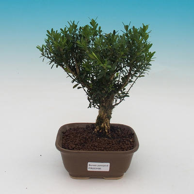 Room bonsai - Buxus harlandii - 2