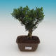 Room bonsai - Buxus harlandii - 2/5
