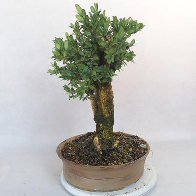 Outdoor bonsai - Boxwood - 2