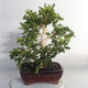 Outdoor bonsai - Boxwood - 2/5