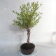 Outdoor bonsai- St. John's wort - Hypericum - 2/6