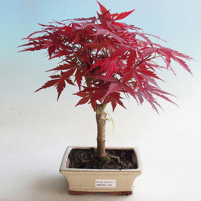 Outdoor bonsai - Acer palm. Atropurpureum-Maple - 2