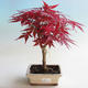 Outdoor bonsai - Acer palm. Atropurpureum-Maple - 2/2