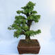 Outdoor bonsai - Zelkova - Zelkova NIRE - 2/6