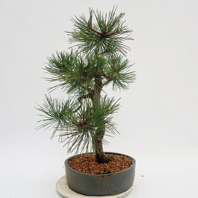 Outdoor bonsai - Pinus Nigra - Black pine - 2