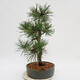 Outdoor bonsai - Pinus Nigra - Black pine - 2/4