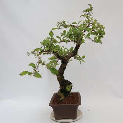 Outdoor bonsai - beautiful Callicarpa - 2