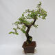 Outdoor bonsai - beautiful Callicarpa - 2/7