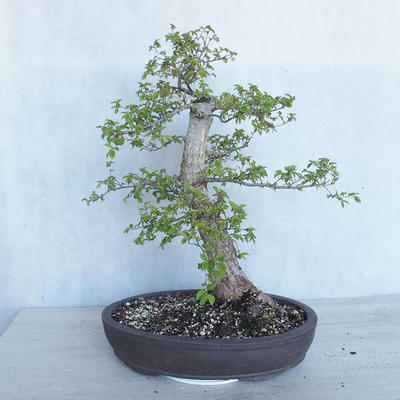Outdoor bonsai -Ulmus GLABRA Elm VB2020-495 - 2