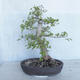 Outdoor bonsai -Ulmus GLABRA Elm VB2020-495 - 2/5
